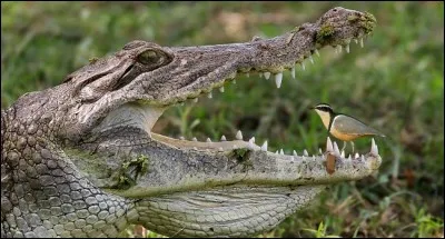Aujourd'hui, les crocodiles sont les plus proches parents des oiseaux.