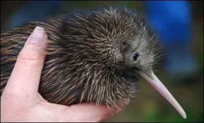 Le kiwi n'a pas d'ailes.