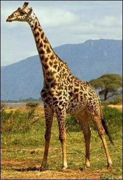 Quel est cet animal ?