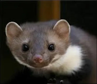 Que veut dire l'expression "Avoir un air de deux airs" ?