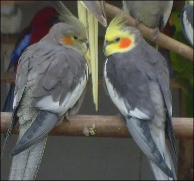 Pour terminer, encore et toujours des amoureux, ce sont ...