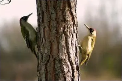 C'est un magnifique couple de ...