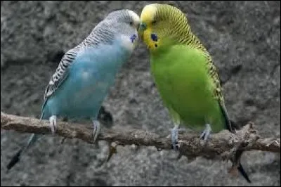 C'est encore un couple, mais lequel ?