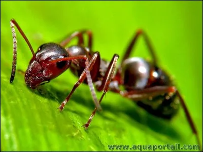 En cas d'inondation, comment les fourmis s'y prennent-elles pour survivre ?