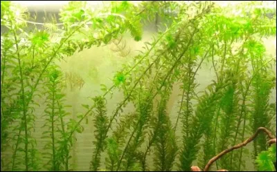 Plante aquatique originaire d'Amérique,