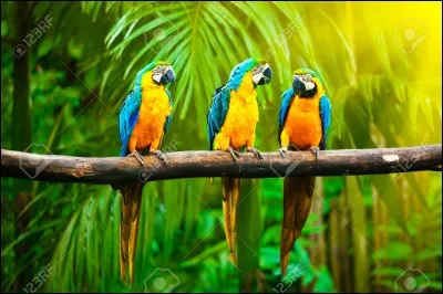 Quel est le nom de cet animal ?