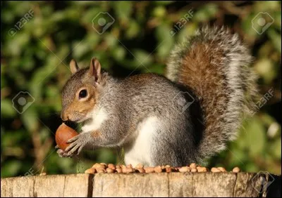 Quel est le nom de cet animal ?