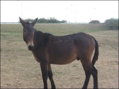 Quel est le nom de animal ?