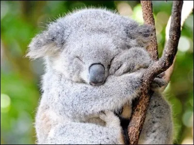 Comment s'appelle cet animal ?