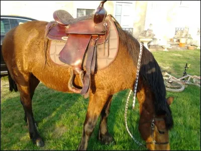 Quelle est cette selle ?