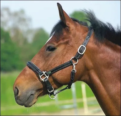 Quelle est la chose sur la tête du poney ?