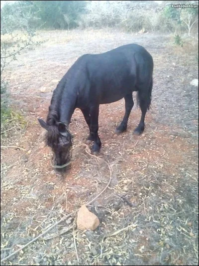Quelle est la couleur de ce poney ?