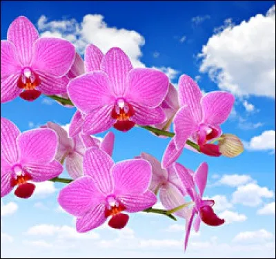 Le portrait est-il avec ou sans retouche ?