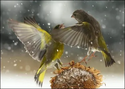 Les paroles "Sur la mappemonde à vol d'oiseau on se dit qu'on peut gagner gros" font partie de sa chanson "Sur la route" :