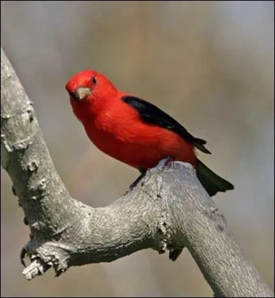 A qui pensez-vous en écoutant "dans un bruissement d'ailes, prit son vol pour regagner le ciel, quatre plumes couleur de la nuit..." ?