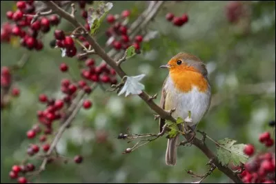 A qui sont les paroles "Toutes les excuses que l'on donne sont comme les baisers qui s'envolent, il reste une rancoeur subtile qui gâcherait l'instant fragile de nos retrouvailles" ?