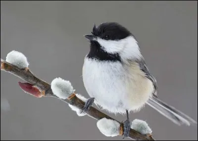 A qui doit-on les paroles "et entendre ton rire s'envoler ausi haut que s'envolent les cris des oiseaux" ?