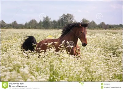 Quelle est la robe de ce cheval ?