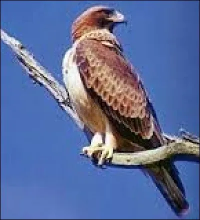 Quel est le nom de cet oiseau ?