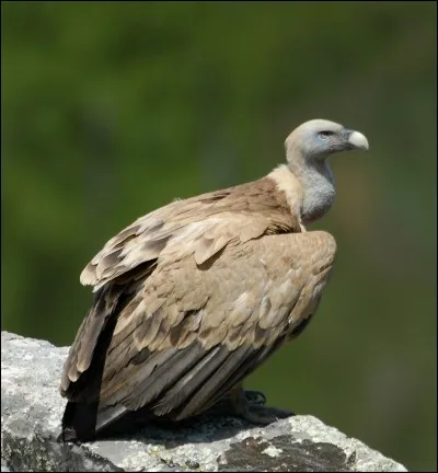 Quel est le nom de cet oiseau ?
