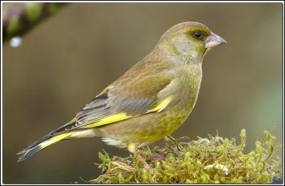 Quel est le nom de cet oiseau ?