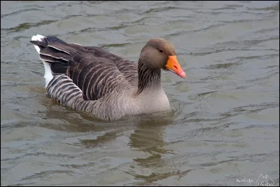 Quel est le nom de cet oiseau ?