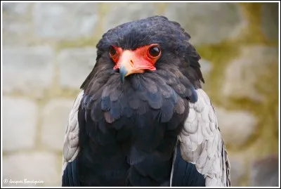 Quel est le nom de cet oiseau ?