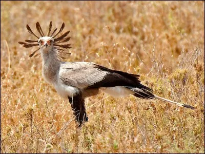 Quel est le nom de cet oiseau ?