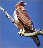 Quiz Oiseaux