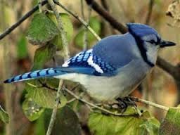 Quiz Oiseaux