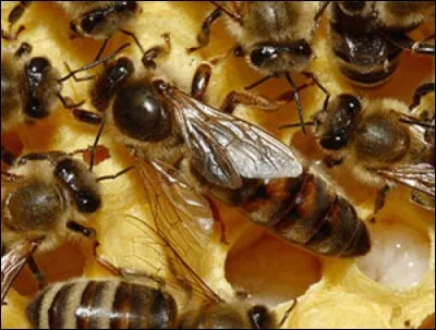 Quelle affirmation est vraie concernant la reine des abeilles :