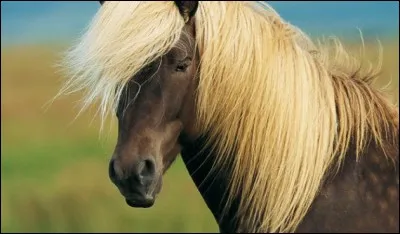 Quelle est cette race ?