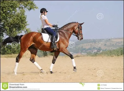 Le pied remplit trois rôles importants ; lesquels ?