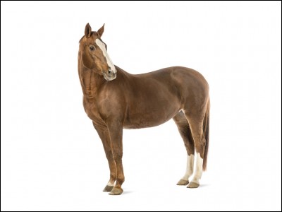 Quelles sont les 3 parties de l'ensemble du corps du cheval ?