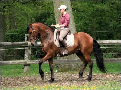 Quelle est la vitesse au pas ?