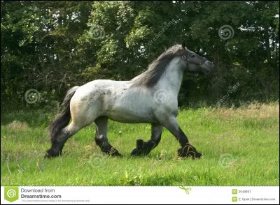 Quelle est la vitesse au trot ?
