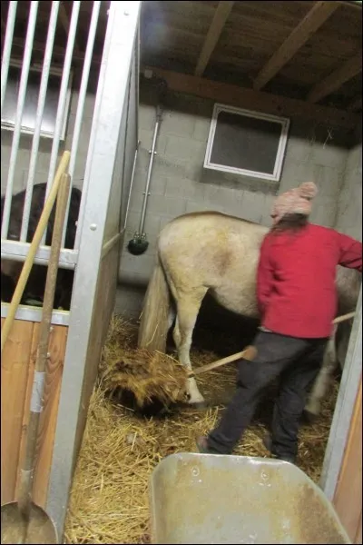 Quels sont les instruments utilisés pour nettoyer un box ?