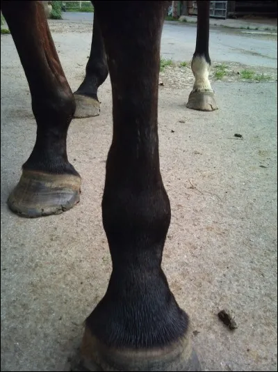 Quelles sont les parties de l'antérieur, du bas vers le haut ?