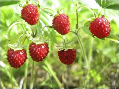Comment dit-on "la fraise" en anglais ?