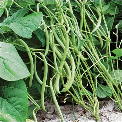 Comment dit-on "les haricots" en anglais ?