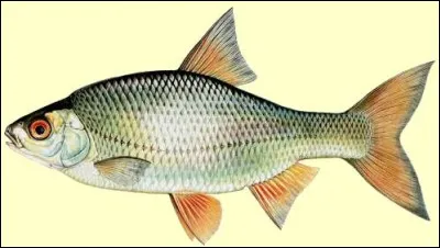 Les poissons peuvent-ils avoir des coups de soleil ?