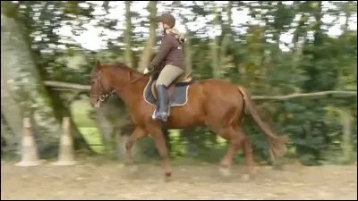 De combien de temps est le trot ?