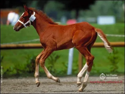 De combien de temps est le galop ?