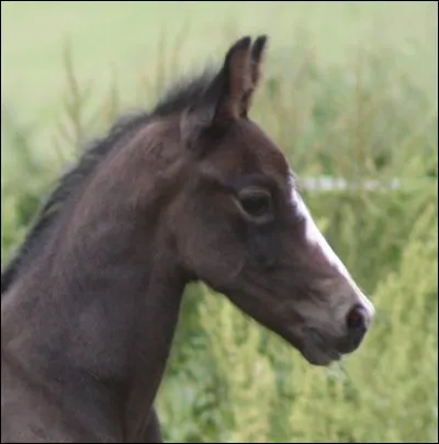 Quelle aide est naturelle ?