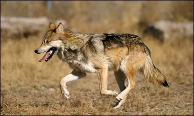 Quel écrivain a publié dans le recueil "Clair de lune" la nouvelle "Le loup" ?