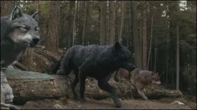 Dans la saga "Twilight" de Stephenie Meyer, comment s'appelle la tribu dont les membres ont le pouvoir de se changer en loup ?