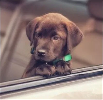 Quelle est cette race de chiens ?