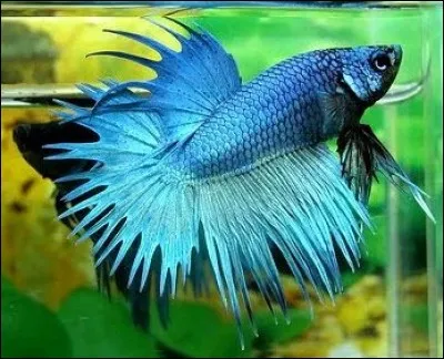 Comment s'appelle ce poisson ?