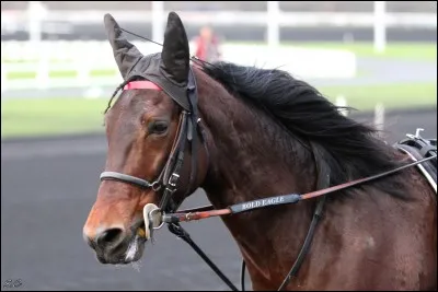 Quel cheval a remporté au moins un Prix d'Amérique (en février 2017) ?