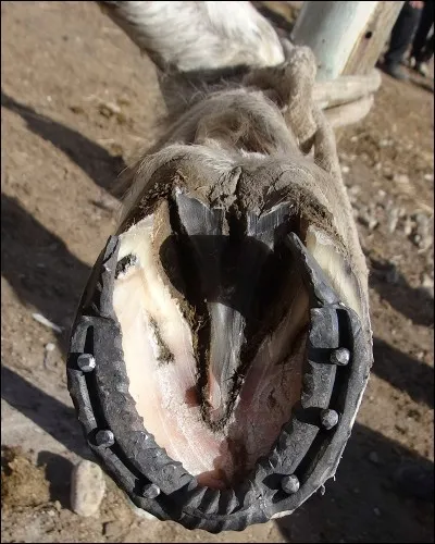 Quelle était la ferrure de Ready Cash lors de ces deux victoires dans le Prix d'Amérique ?